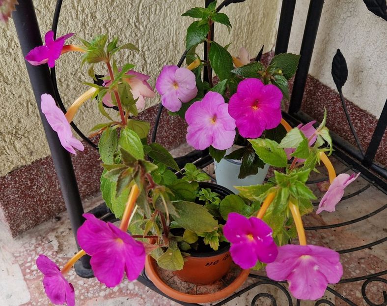  - Hybrid necunoscut Noid-pierdut