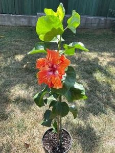 lady1 - Lady Cilento