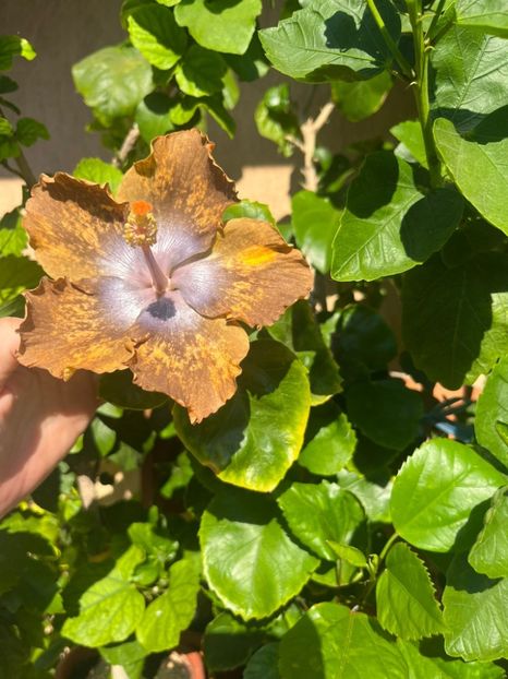 IMG-20230813-WA0013 - Hibi Bo Den Beethoven Squared