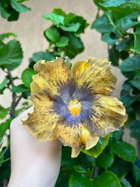 IMG-20230807-WA0010 - Hibi Bo Den Beethoven Squared