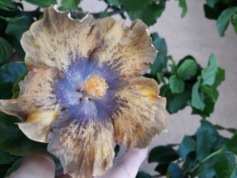  - Hibi Bo Den Beethoven Squared