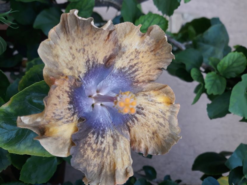  - Hibi Bo Den Beethoven Squared