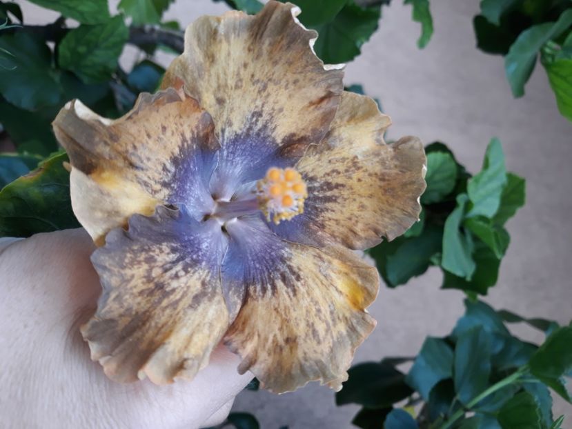  - Hibi Bo Den Beethoven Squared