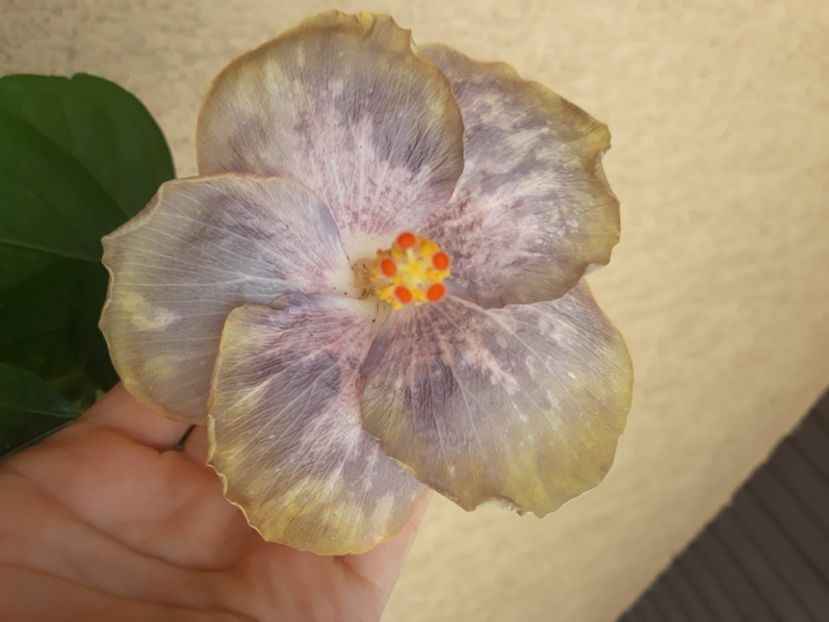  - Hibi Bo Den Mountains Mist