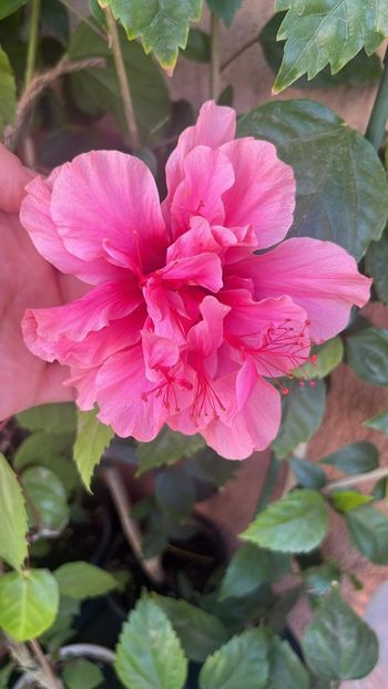 IMG-20230830-WA0010 - Hibi Crazy Ball