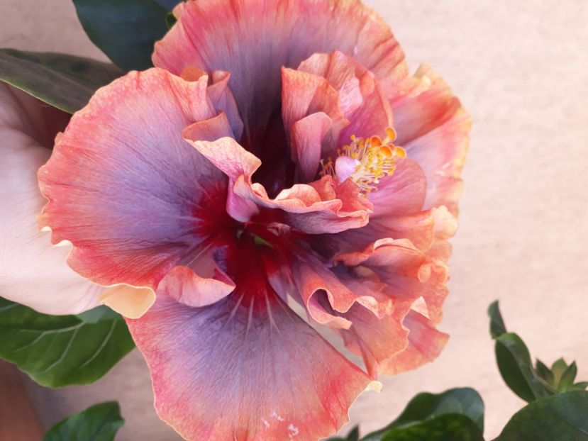  - Hibi Magical Glacier