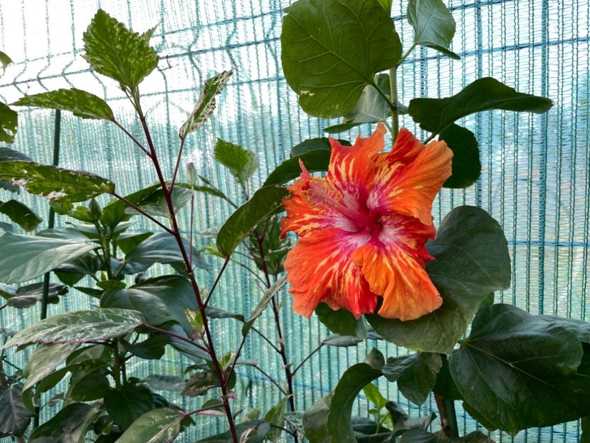  - 001 - Hibiscusi 2023