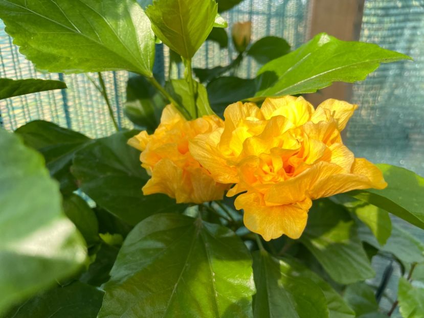  - 001 - Hibiscusi 2023