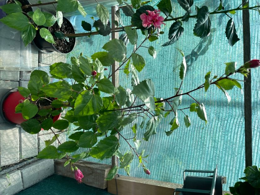  - 001 - Hibiscusi 2023