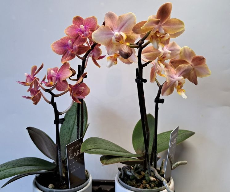  - Phalaenopsis 2