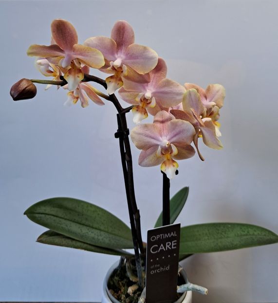 Scention - Phalaenopsis 2