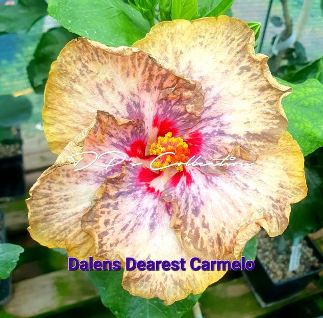  - Dalens Dearest Carmelo
