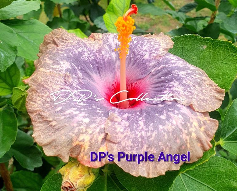  - DPs Purple Angel
