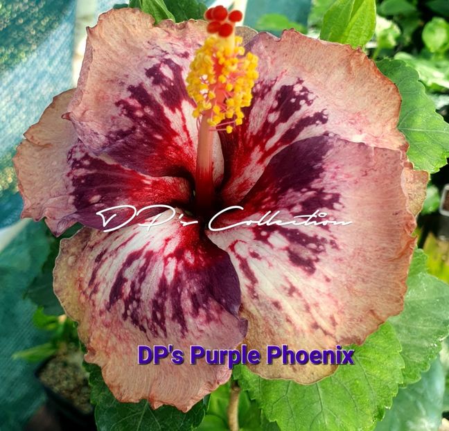  - DPs Purple Phoenix