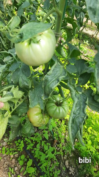 Rosii bibi - Rosii mari BIBI