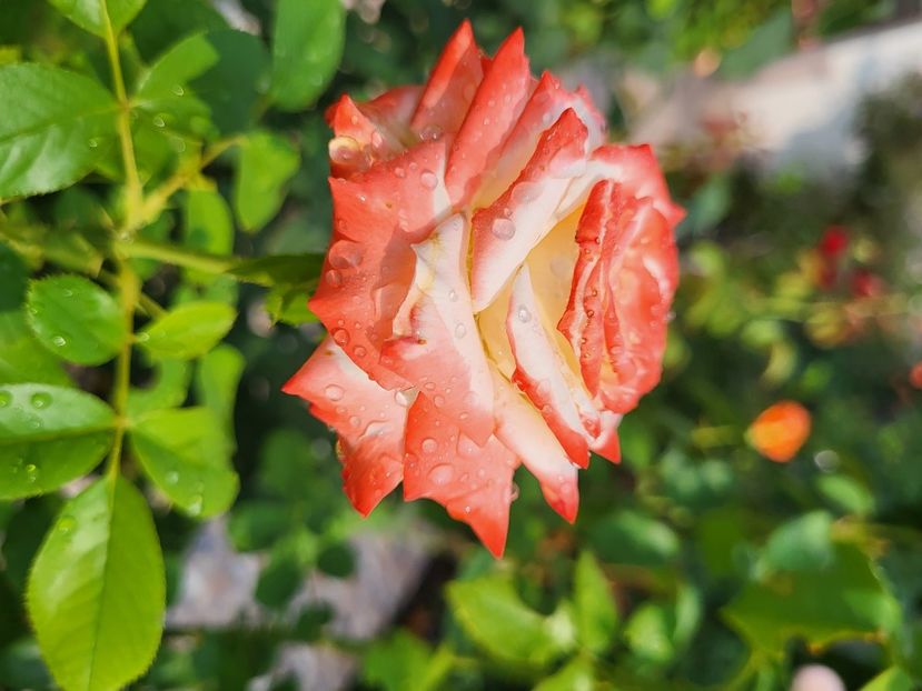  - Trandafiri de toamna