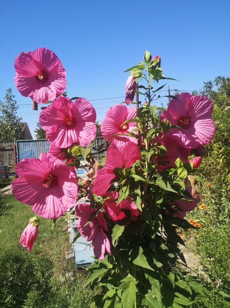 HM Fantasia - Gradina flori