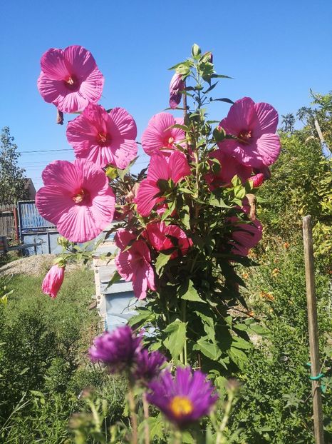  - Gradina flori