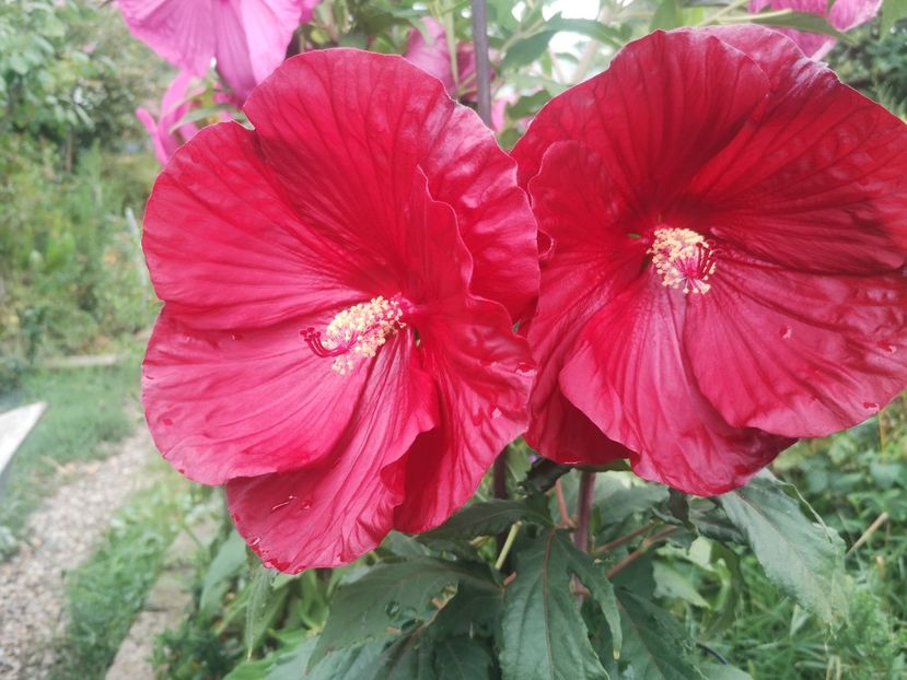 HM carneus plena - Gradina flori