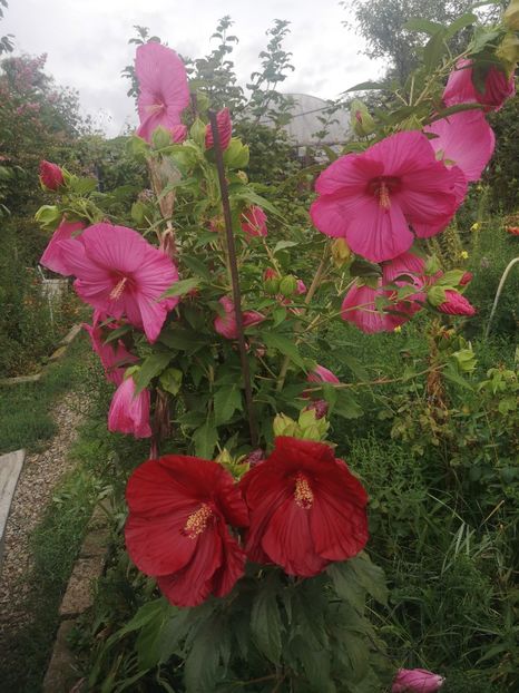  - Gradina flori