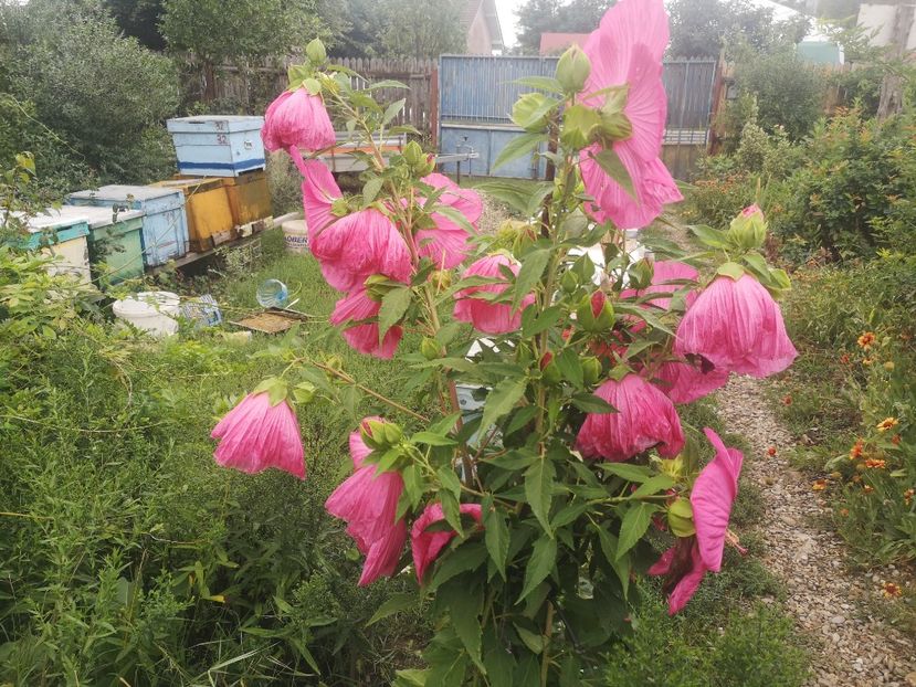  - Gradina flori