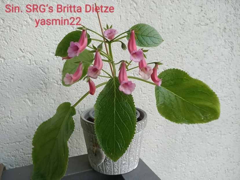 5.09.2023 - 10-Sinningia