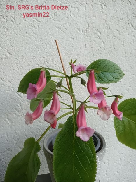 5.09.2023 - Sinningia SRGs Britta Dietze