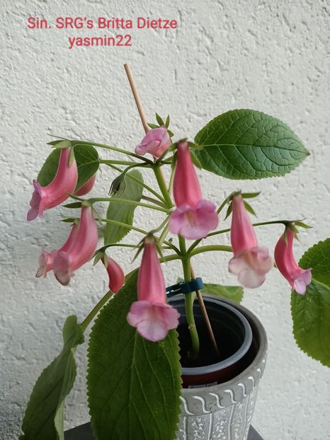 5.09.2023 - Sinningia SRGs Britta Dietze