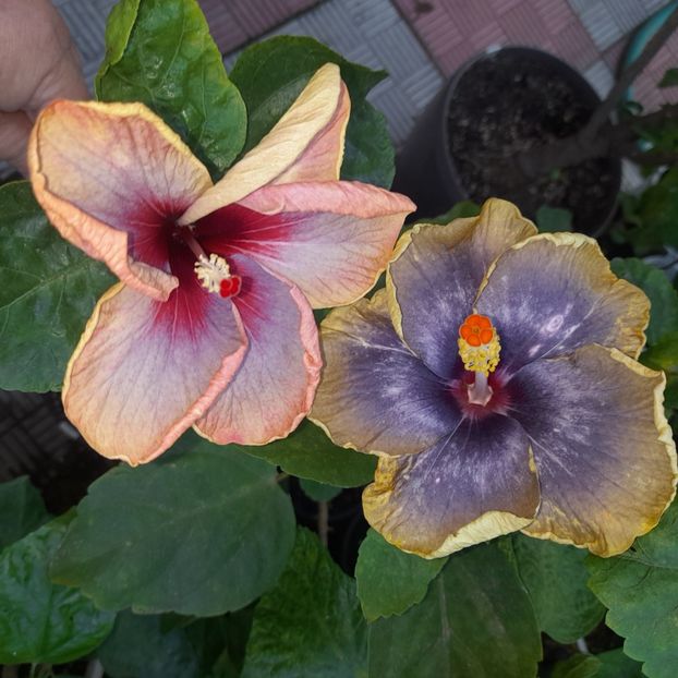 06.09.2023 - HIBISCUSI 2023-2