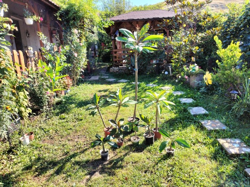 IMG20230902101528 - Toamna 2023