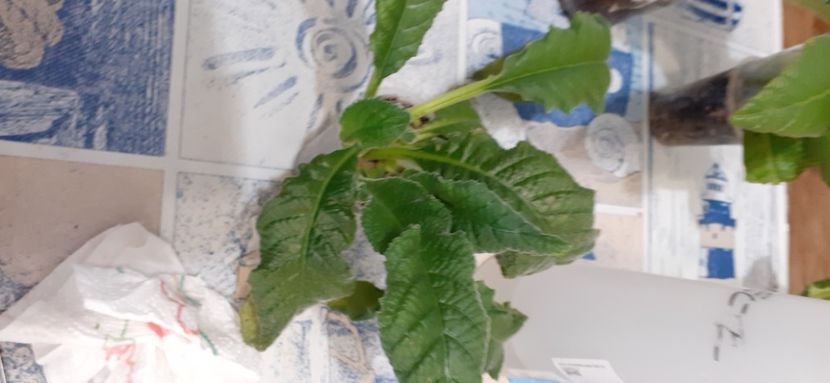  - 1A nivel II - plante tinere 1-2 ani
