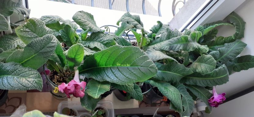  - 1A nivel I -plante mature peste 2 ani