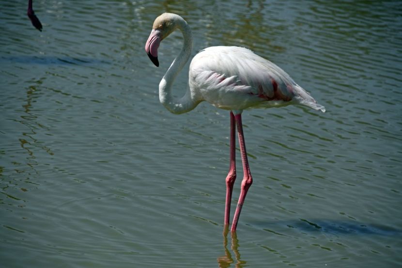  - FLAMINGO 2023