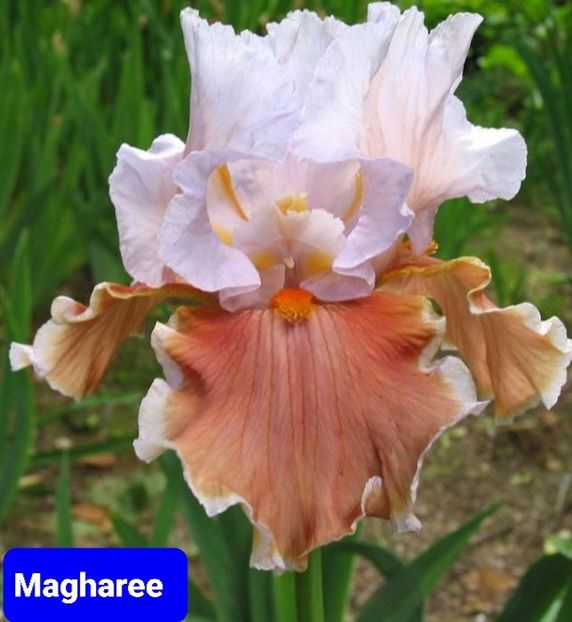  - 2023-Achizitii irisi de la Gabriel Ionita FB