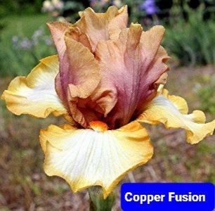  - 2023-Achizitii irisi de la Gabriel Ionita FB