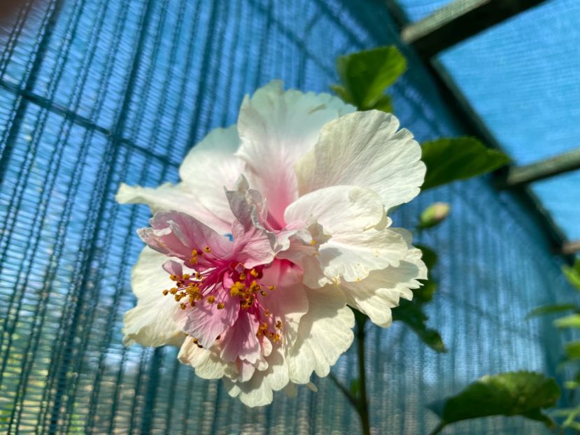  - 001 - Hibiscusi 2023