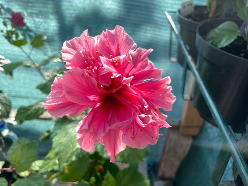  - 001 - Hibiscusi 2023