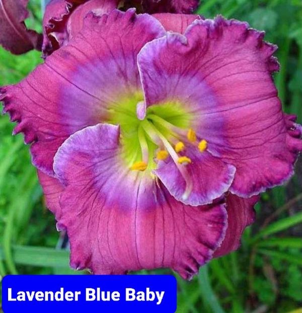  - Lavender Blue Baby