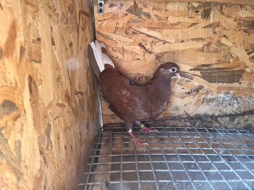 3050/23 - 6-lot zbor 2023