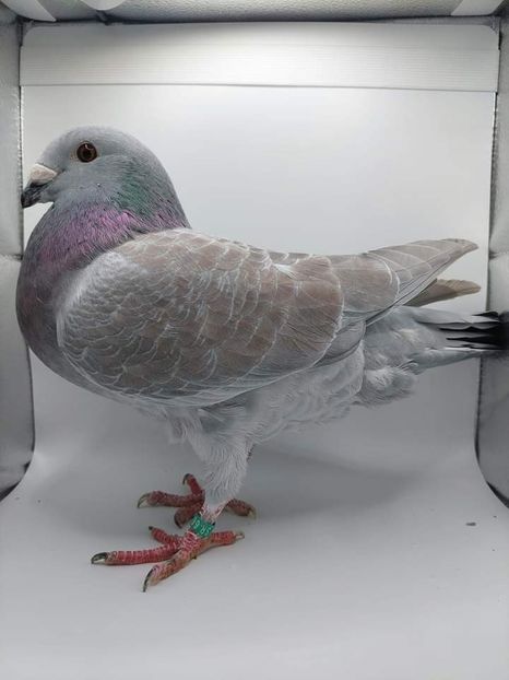  - Nu îmi aparțin 6