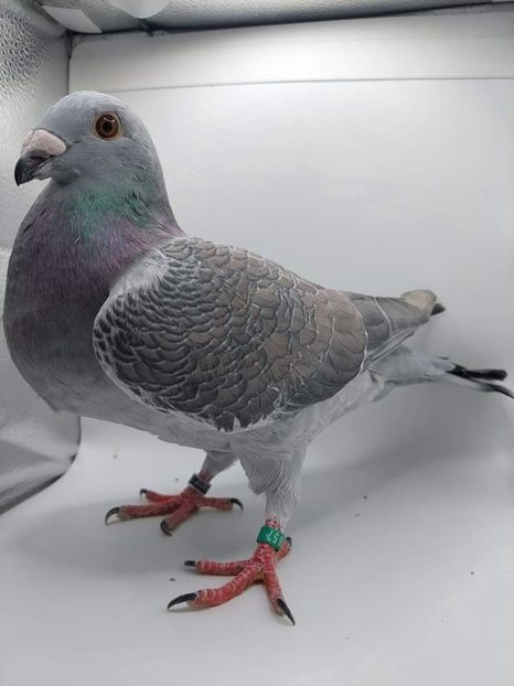  - Nu îmi aparțin 6