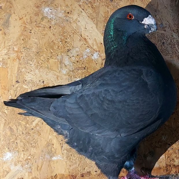  - 3---AGH DAȚI 2019 - 2025