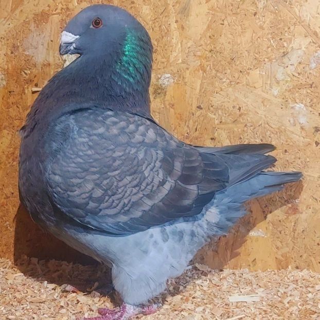  - 3---AGH DAȚI 2019 - 2025