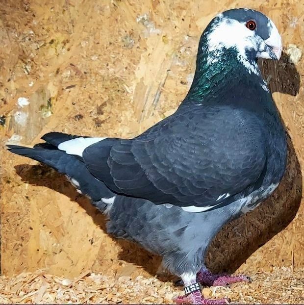  - 3---AGH DAȚI 2019 - 2025