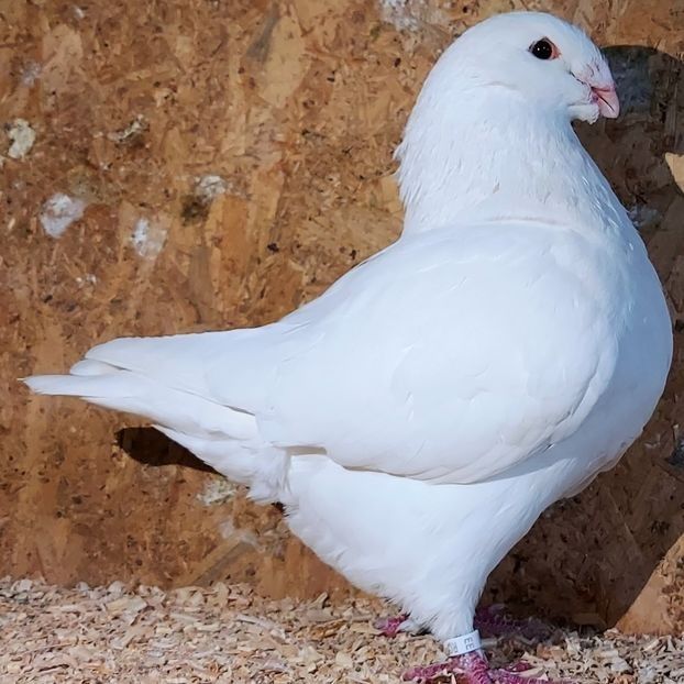  - 3---AGH DAȚI 2019 - 2025