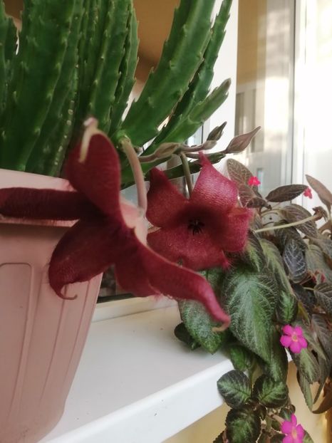  - Stapelia