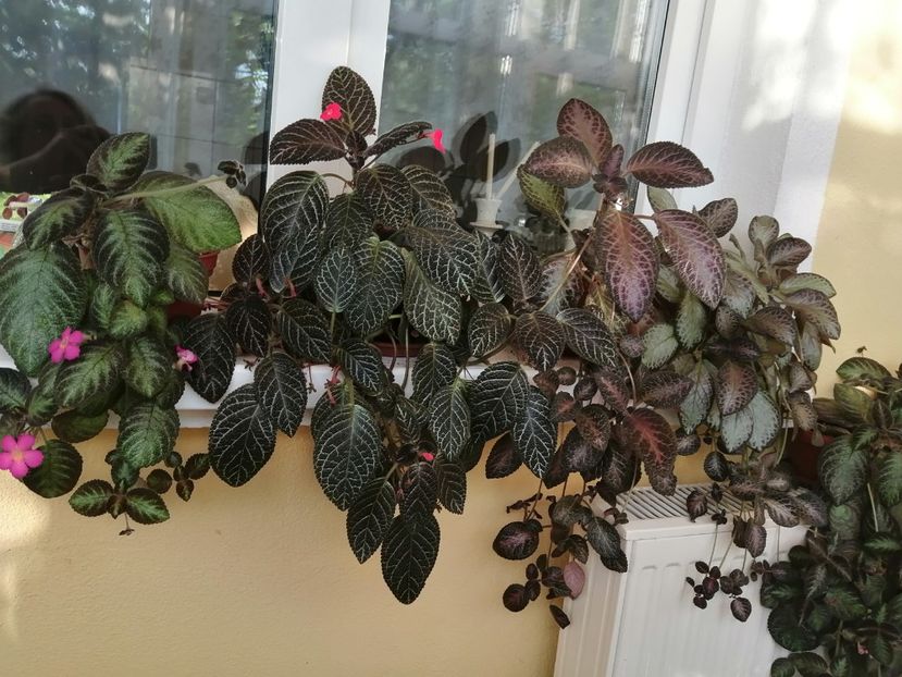  - EPISCIA