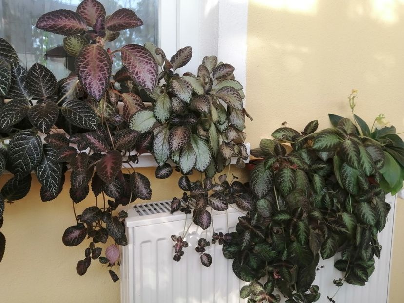  - EPISCIA