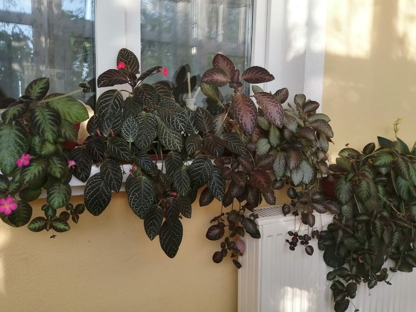  - EPISCIA