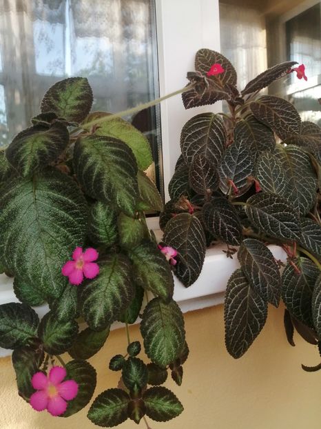  - EPISCIA